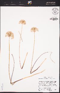 Allium howellii var. clokeyi image