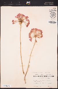 Allium peninsulare image