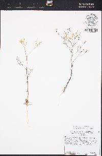 Gilia leptantha subsp. pinetorum image