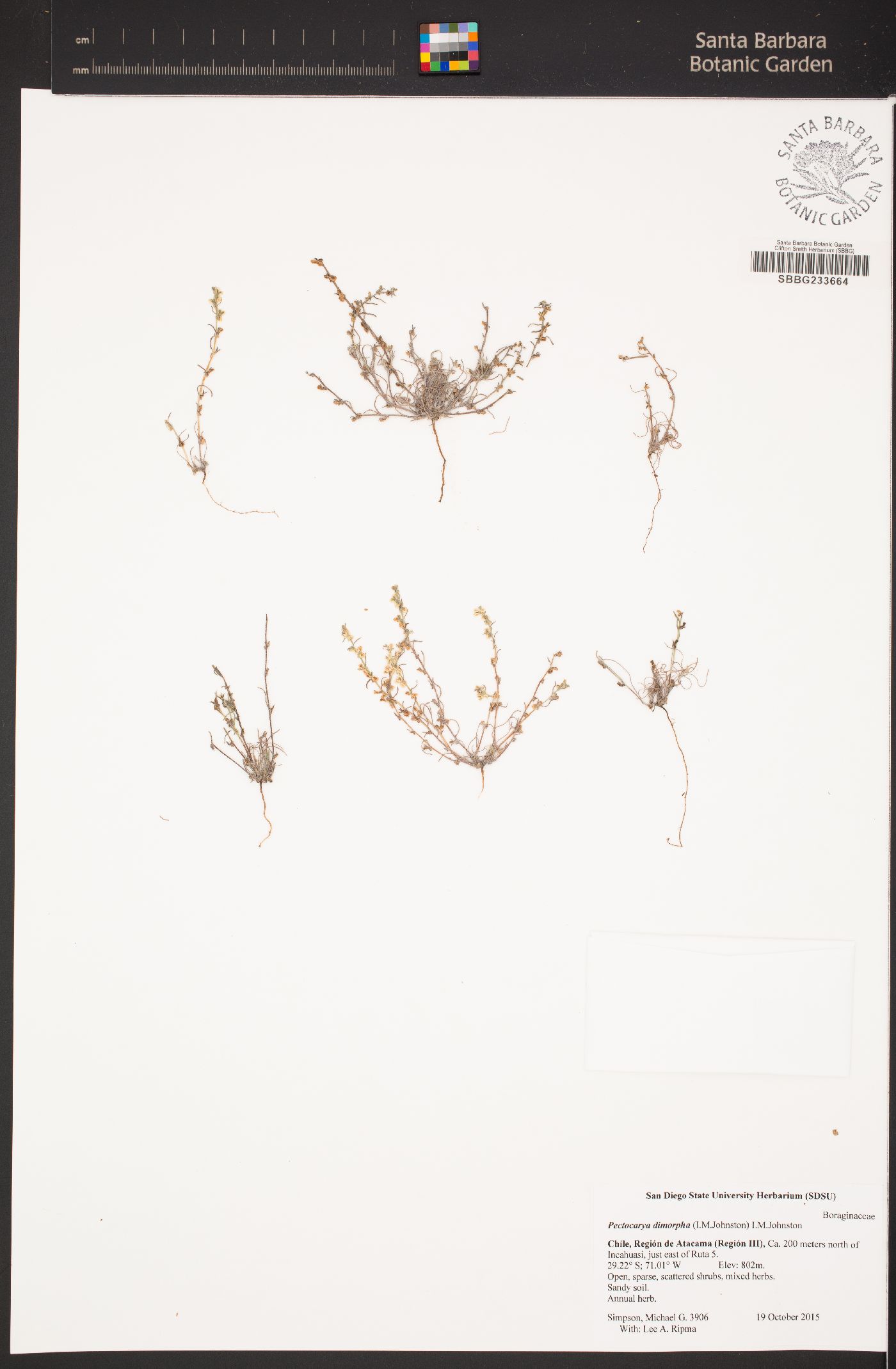 Pectocarya dimorpha image