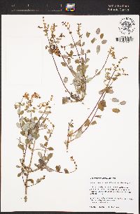 Lonicera subspicata var. denudata image