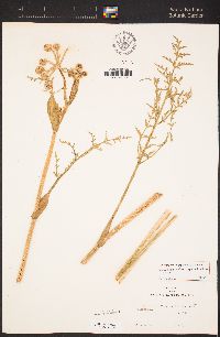 Angelica capitellata image