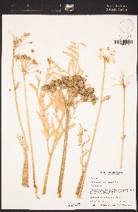 Angelica capitellata image