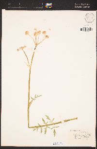 Angelica capitellata image