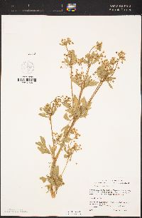 Apium graveolens image