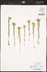 Collomia linearis image