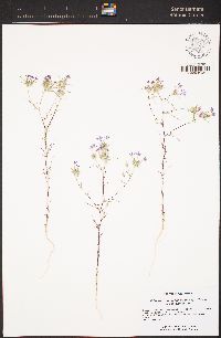 Eriastrum pluriflorum subsp. pluriflorum image