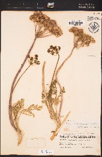 Lomatium dasycarpum image