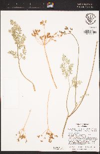 Cymopterus terebinthinus var. californicus image