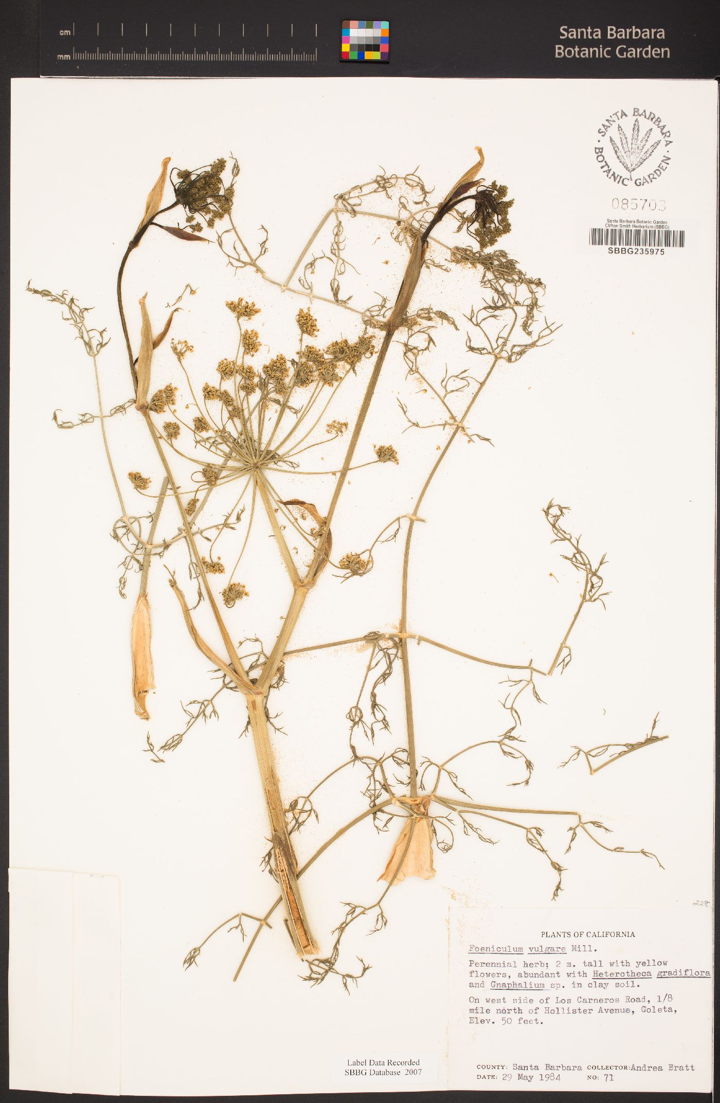 Foeniculum vulgare image