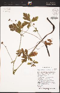 Sanicula hoffmannii image