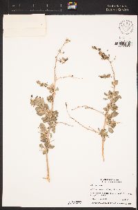 Atriplex lentiformis image