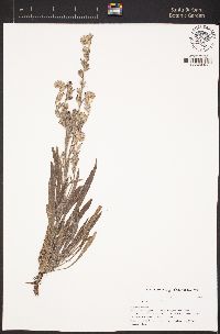Oreocarya palmeri image