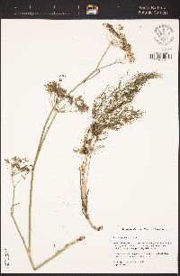 Foeniculum vulgare image