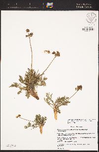 Lomatium caruifolium var. caruifolium image