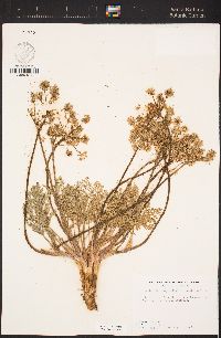 Lomatium dasycarpum subsp. dasycarpum image