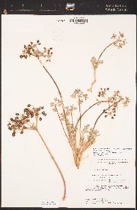 Lomatium dasycarpum subsp. dasycarpum image