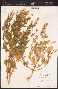 Atriplex prostrata image