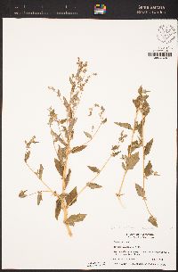 Atriplex prostrata image