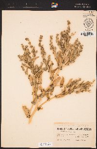 Atriplex rosea image