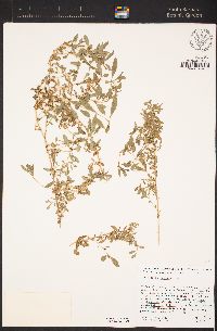 Atriplex semibaccata image