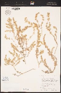 Atriplex watsonii image