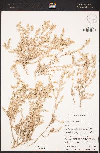 Atriplex watsonii image