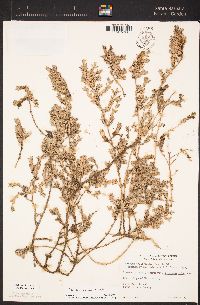 Atriplex watsonii image