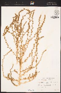 Bassia hyssopifolia image