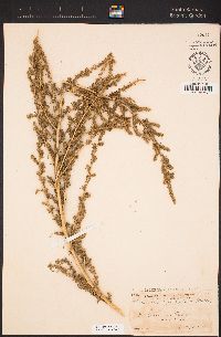 Bassia hyssopifolia image