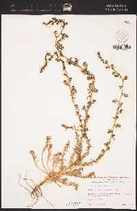 Bassia hyssopifolia image