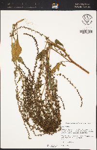 Beta vulgaris image