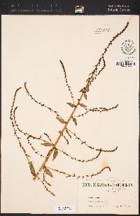 Beta vulgaris subsp. vulgaris image