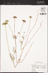 Daucus pusillus image