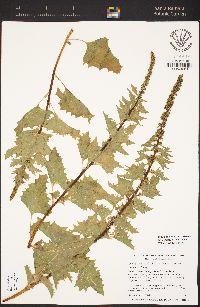 Chenopodium californicum image