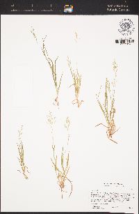 Poa annua image