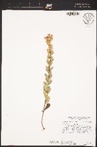 Hazardia squarrosa var. grindelioides image