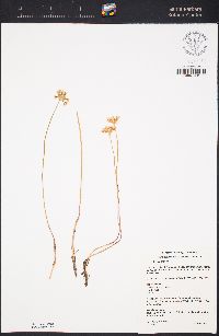 Allium lacunosum var. lacunosum image