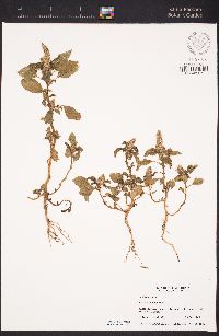 Amaranthus hybridus image