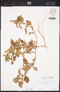 Amaranthus hybridus image