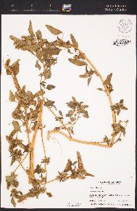 Amaranthus hybridus image