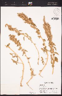 Amaranthus hybridus image