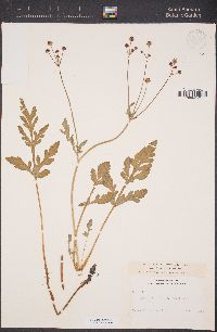 Sanicula bipinnatifida image