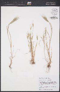 Bromus madritensis image