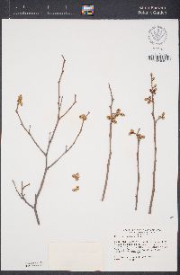 Rhus aromatica image