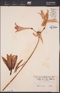 Amaryllis belladonna image