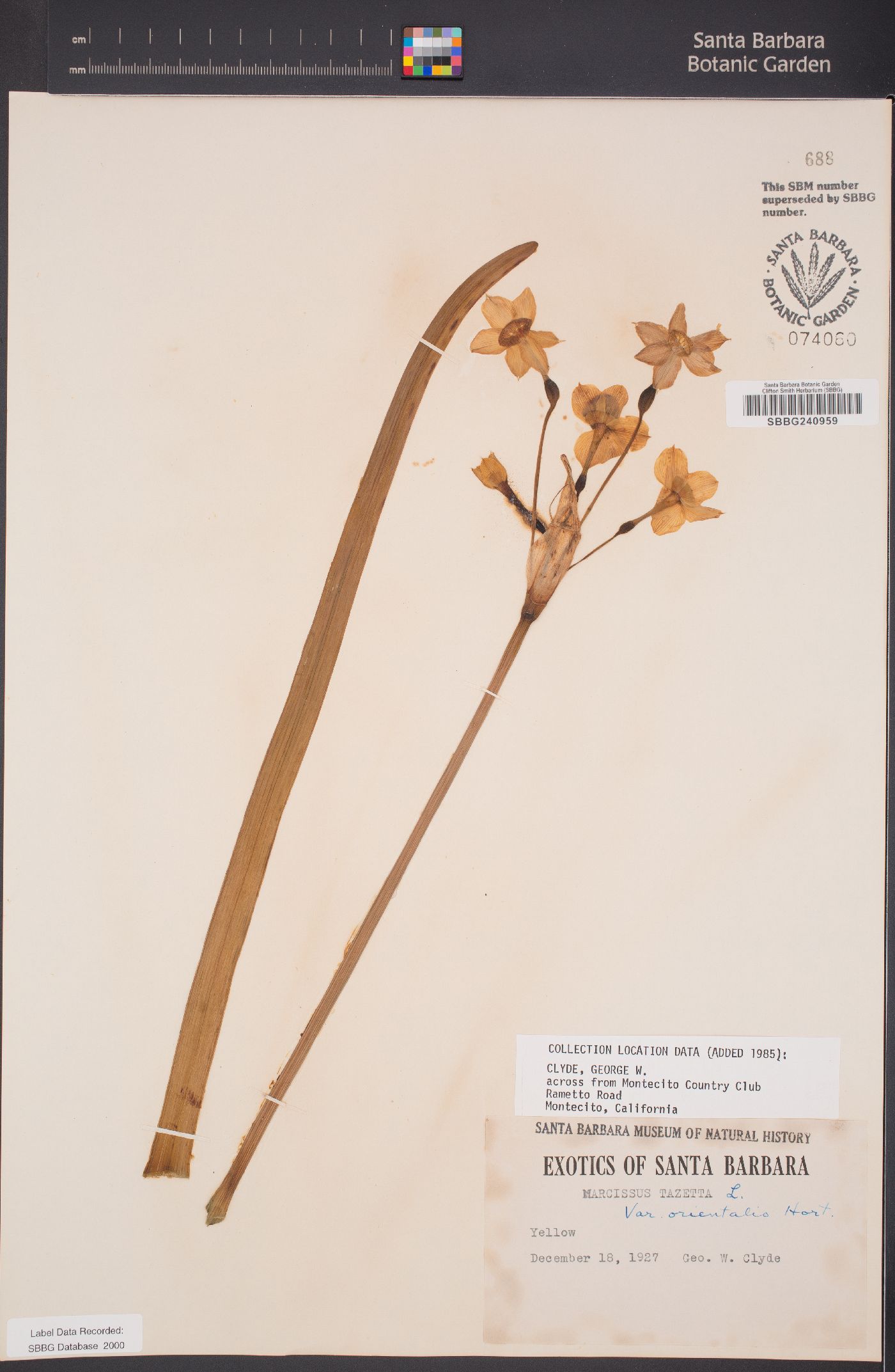 Narcissus tazetta subsp. italicus image
