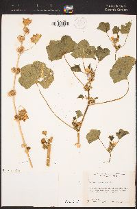 Malva nicaeensis image