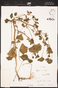 Malva nicaeensis image