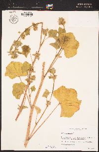 Malva pseudolavatera image